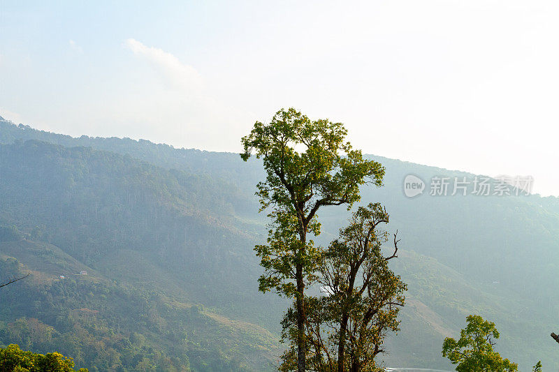 清莱Doi Pha Tang山的树木及景观